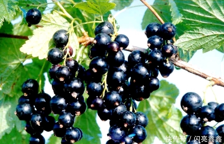 变平|立秋后,晚上当零食吃一把,大肚子变平了,保肝护肝,气色更红润