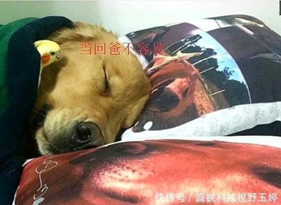 岔气|被金毛带大的小鸟, 主人临时出门让金毛照顾, 回来时看到笑岔气