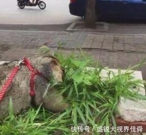 饲养|五岁男孩收留饲养一只老鼠, 二十年后老鼠长得像只狗, 足足五十斤