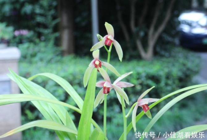  能开|20种秋天开花的植物，外出看到，记得拍照欣赏！