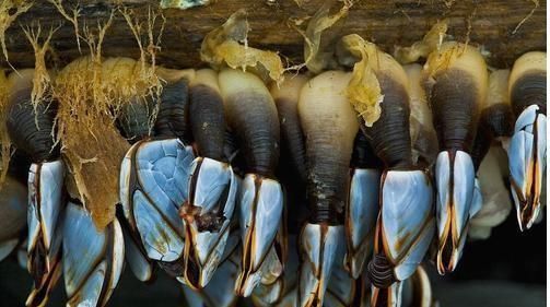 世界|世界“最贵的海鲜”价值达上万元,渔民却不想去打捞