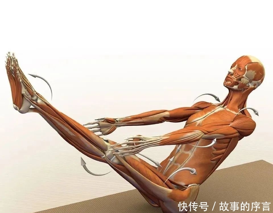  正位|28个常见瑜伽体式解剖图，正位、发力一目了然（收藏级！）