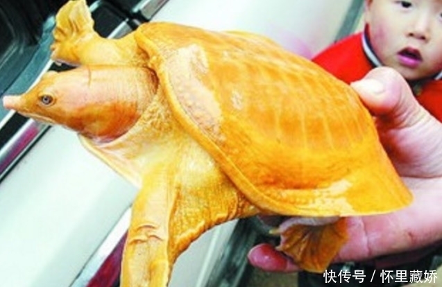 小乌龟|女子意外捡到黄色龟，养了半月，放生时却发生了很奇怪的事情