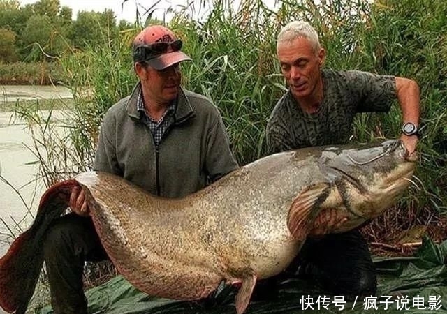 如今|曾入侵我国的非洲“鱼王”,如今过得怎么样了?鱼王:我太难了