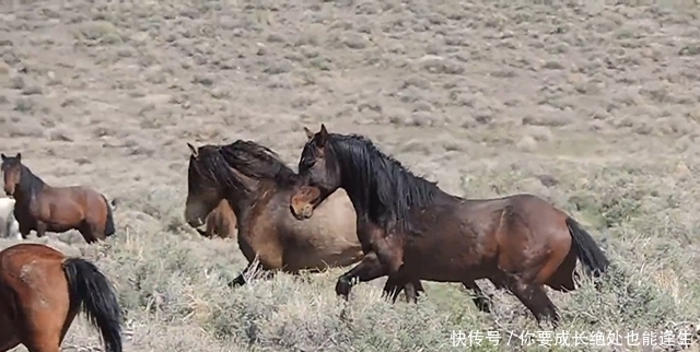 俗语|农村俗语：饿死不吃骡子肉，骡子肉有那么难吃吗？现在明白了
