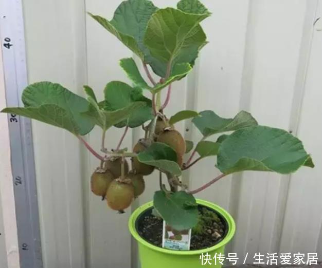 叶子|猕猴桃种子扔土里,7天变身毛茸茸叶子盆栽,开心!