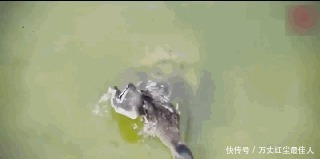 池塘|男子发现鸭子无故失踪,好奇守在池塘边,接着发生的事让他惊讶!