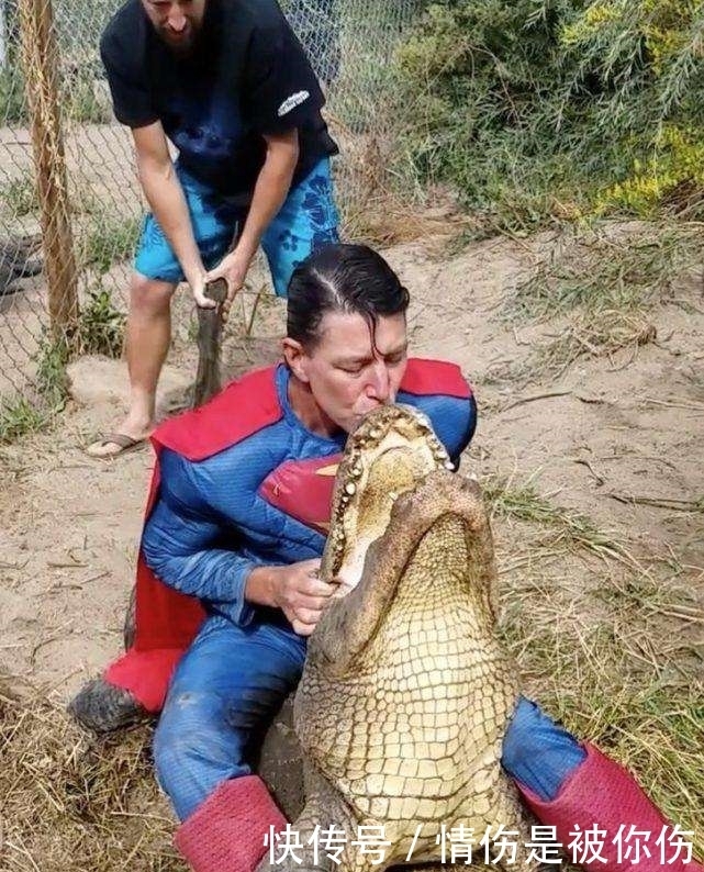 直呼|男子为取鳄鱼蛋扮超人壮胆, 网友直呼“超人VS怪兽”