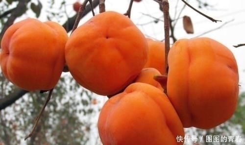 中带|名字中带“子”的水果，拿出5包辣条，猜你只想到了桃子