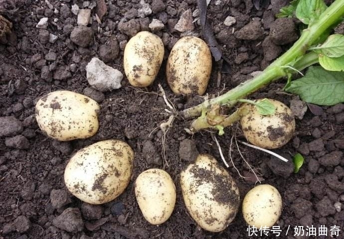 不妨|此菜堪称“地下苹果”!女人不妨多吃,排毒、美容抗衰老