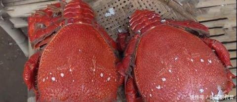 大妈|大妈花300块买了2只“老虎蟹”,一只3斤重,打开蟹壳后懵了