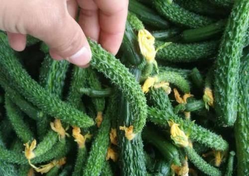 撒盐|腌黄瓜,直接撒盐是大忌多加1步,黄瓜脆爽还入味,3个月都不坏