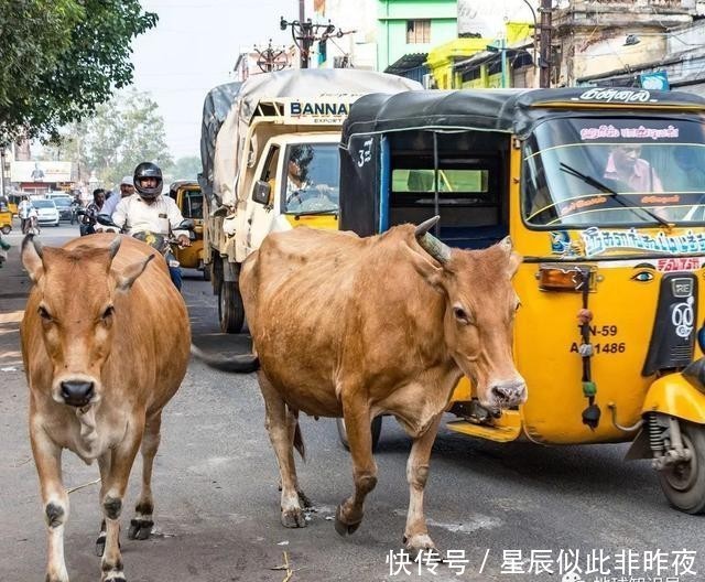 到底|印度，到底让不让吃牛肉？｜地球知识局