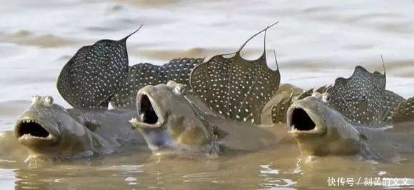 认出|海鲜大全, 你能认出多少