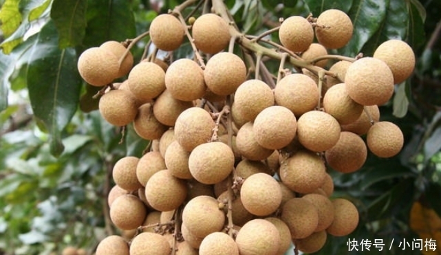 水果|名字带有“龙”字的水果,吃过一种不算啥,吃过最后一种才牛