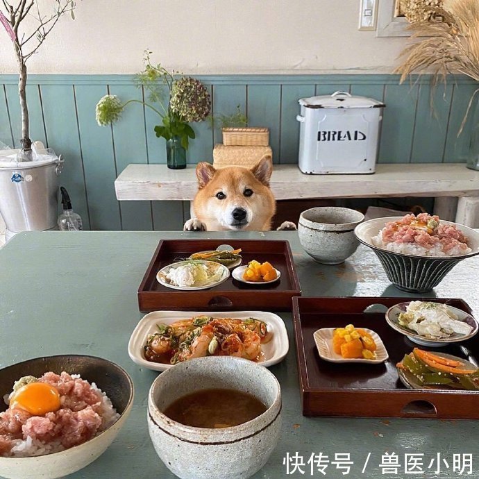 吃饭|女子每次吃饭,餐桌旁总会“长”出一颗狗头:再看就把你吃掉
