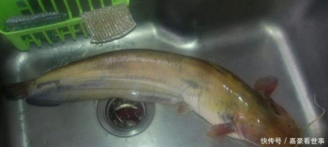 刺少|水中“1种鱼”,肉多刺少,价格便宜,为什么大家都不爱吃了呢!