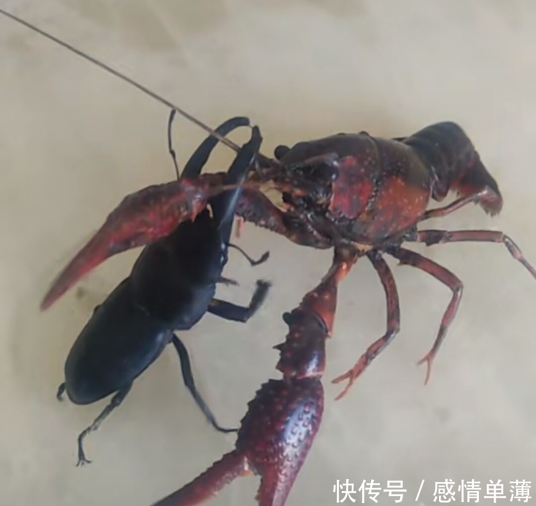 放在|女子活捉一只龙虾放在家里,出去买菜,回来后看到龙虾女子尖叫