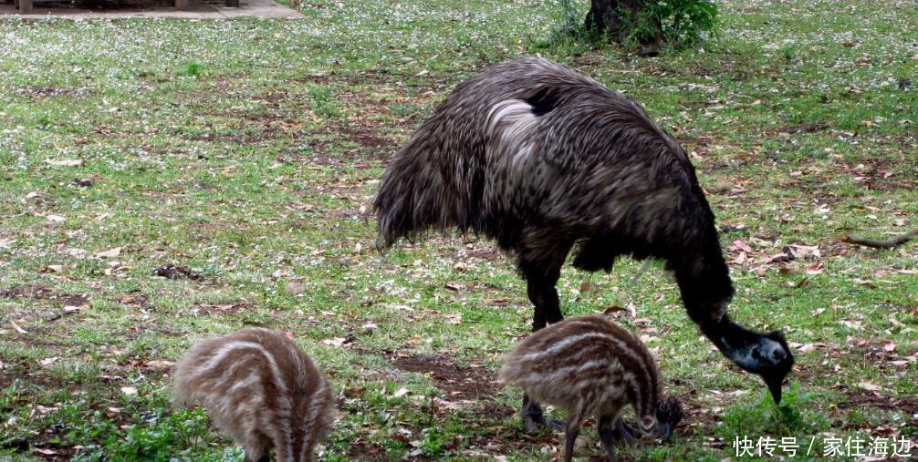 动物|世界上最奇葩的战争澳大利亚人和鸟干了一架,结果还战败了!