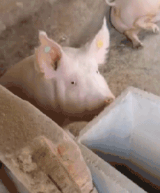 广场|搞笑GIF:广场新来的舞帝