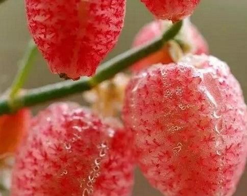 腻害|世间这8种奇葩水果,我就吃过一种,你要是全部都吃过,就腻害了