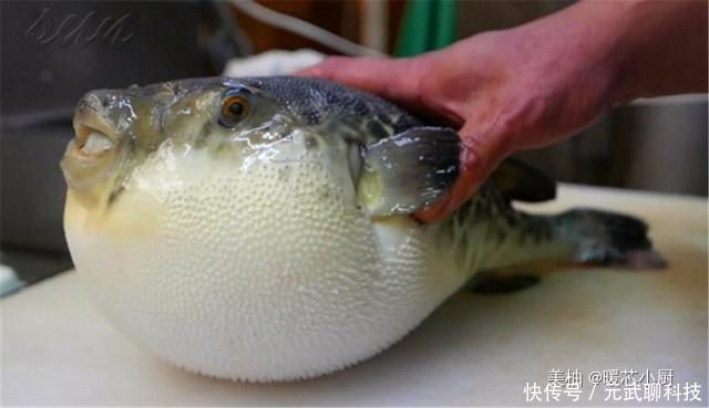 蟑螂|长得像巨型蟑螂的海鲜,日本大厨买到新鲜海虱,一刀下去不忍直视