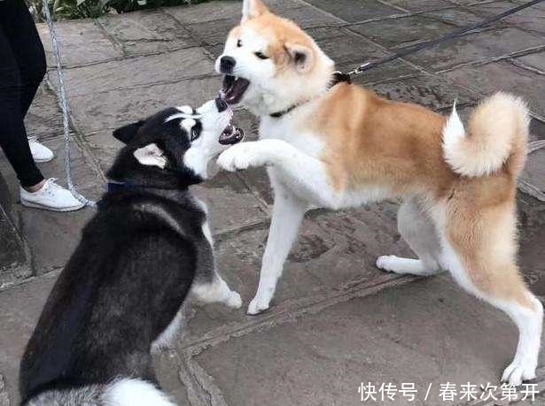 吸引|哈士奇众所周知的几个“优势”,哪点吸引了你