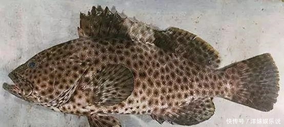 海鲜|海鲜大全, 你能认出多少