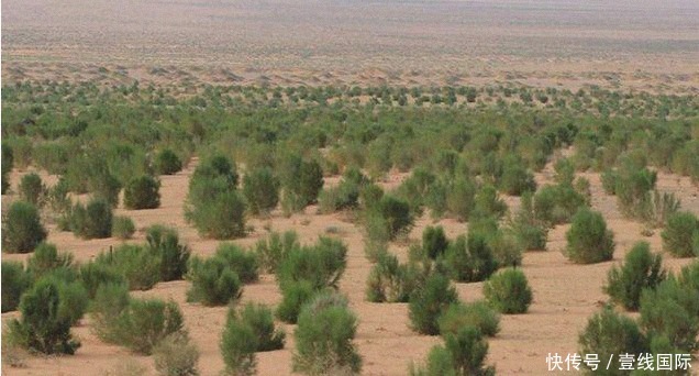 泪目|5.5亿国人参与,马云花巨资打造的蚂蚁森林,2020现状令人泪目