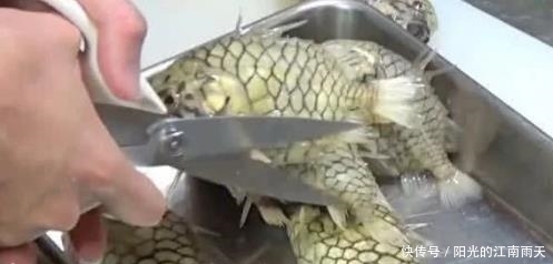鱼鳞|女子在淘宝买了美味可口的鱼,却杀不动它,硬度堪比钻石