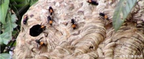  田姓农民|奇闻：恐怖！500公斤大水牛竟被虎头蜂活活螫死！