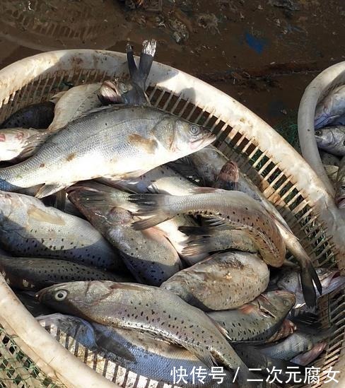 价格|以后去市场买这5种鱼,连鱼铺老板都会夸你是行家