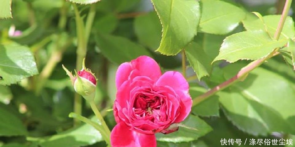 些事情|说到心坎上的人生句子,感悟人生百味,道尽人间甘苦