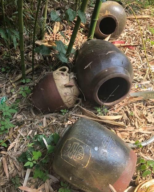 个个|他用菜坛子养多肉,1分不花又好看,个个壮得像白菜