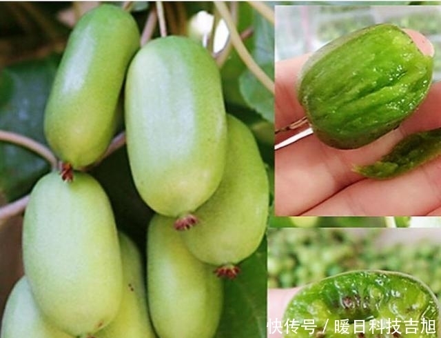 中国|中国最“甜”的水果, 比红枣还甜, 插土就活, 种2棵年年结果吃不完