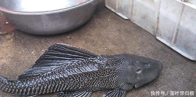 成功|最“成功”的入侵生物,中国人都不敢吃,在印度就被吃到灭绝