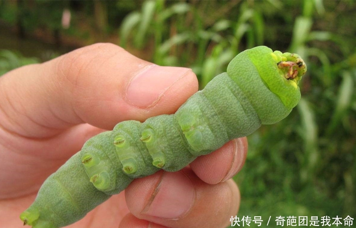 毛毛虫|毛毛虫之不可描述的美味!