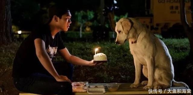 教养|抱歉!连流浪狗都有的教养,有些人却没有