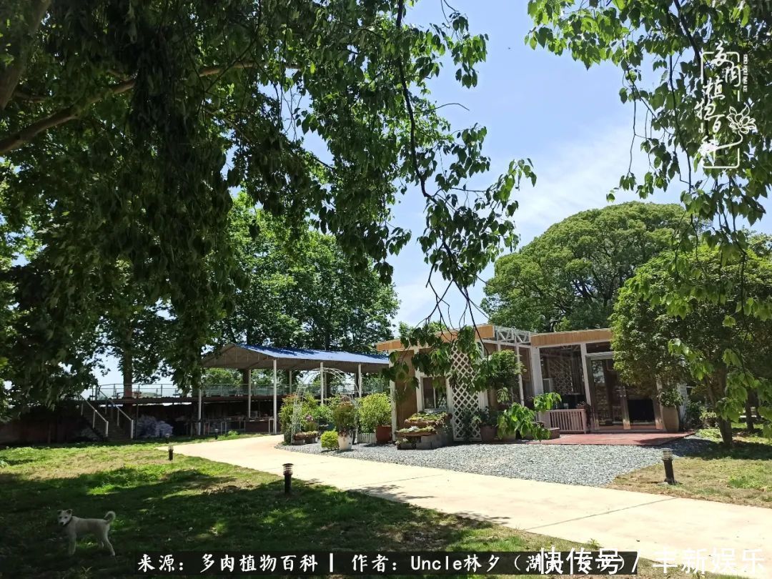  泡一壶|多肉庭院慢生活种一片多肉，喝一杯果酒，泡一壶清茶！