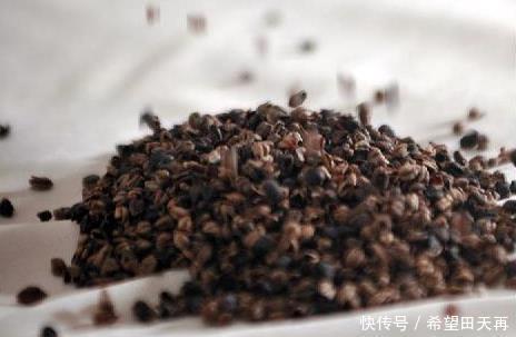 苦荞|特色小吃|舌尖上的宁南——荞饼