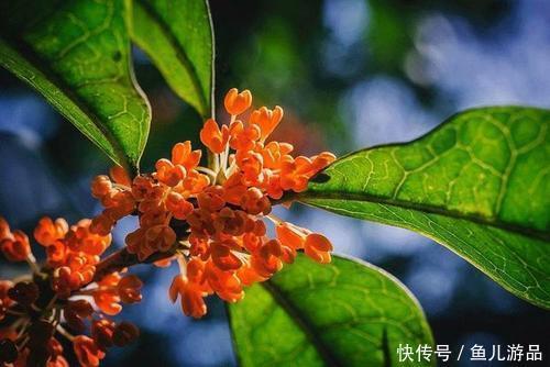 秋天|才饮桂花酒，又食桂花藕，桂子飘香，美食忙