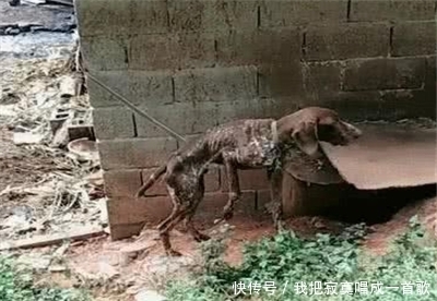 男子|男子回家途中遇到一只皮包骨的狗,村民告诉原因后,男子不淡定了
