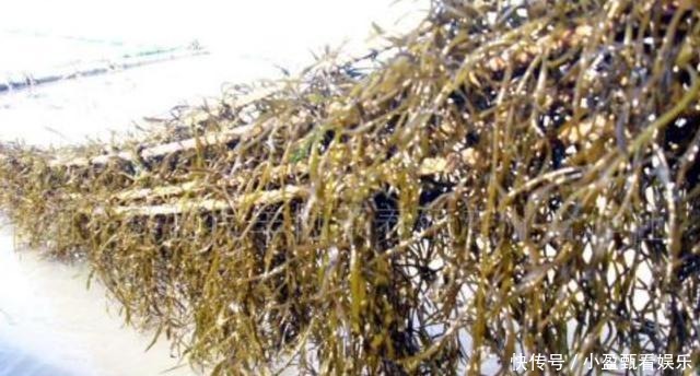 是从|在日本受追捧的“长寿菜”,原来是从中国进口,我们却很少有人吃