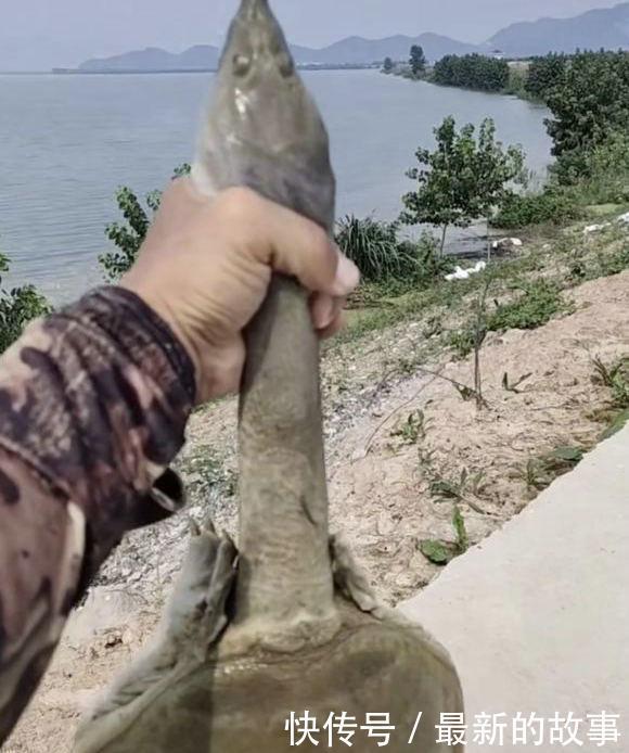 捕获|千岛湖“二十斤大鳖”爬上岸,被岸边钓鱼人捕获,是保护动物?