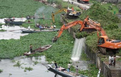 野菜|原产巴西,曾是水中一大祸害,如今成高档野菜,4元一斤