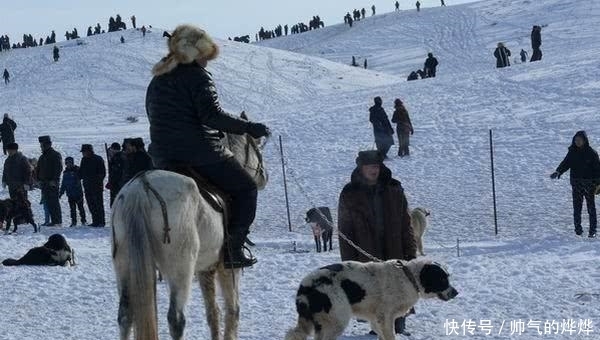  中国|比藏獒还“凶猛”的中国本土狗, 身具狼的血统, 如今却遭人嫌弃濒临灭绝!