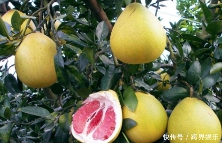 最甜|柚子大量上市!买柚子是挑尖的还是圆的?记住此窍门买最甜的柚子