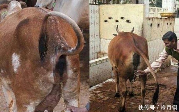 赞不绝口|印度男子卖牛尿每年获利百万,人们喝了之后赞不绝口