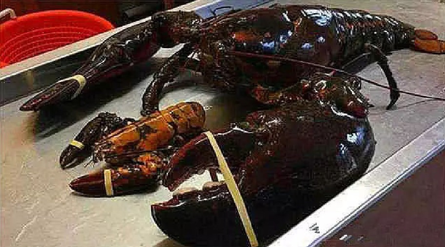 饕们|这只龙虾活了134年,受国家“特赦免死”,老饕们干着急