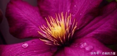 女人|长相看起来很平凡,但女人味十足,越看越喜欢的四大生肖女